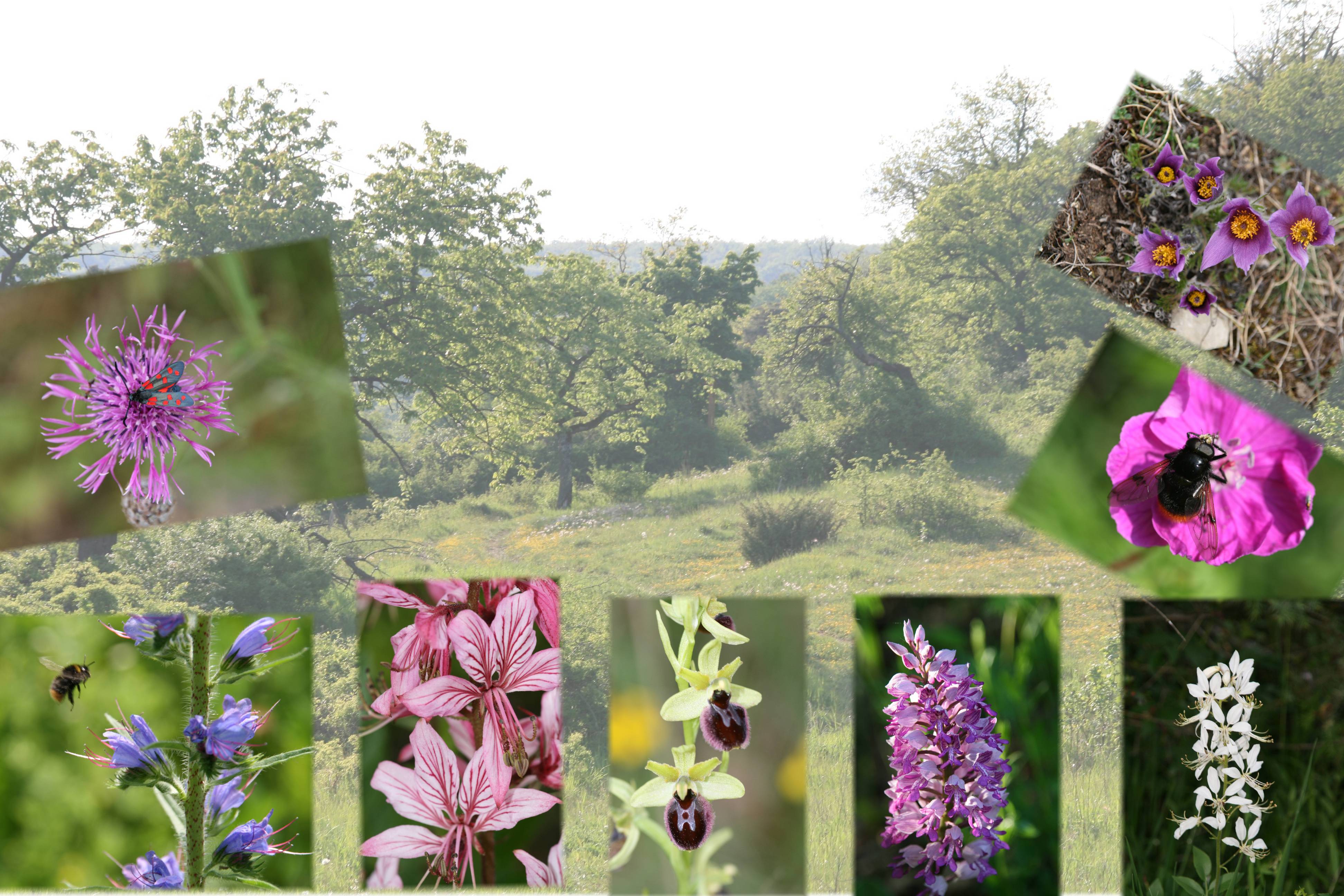 Collage Blumen.jpg