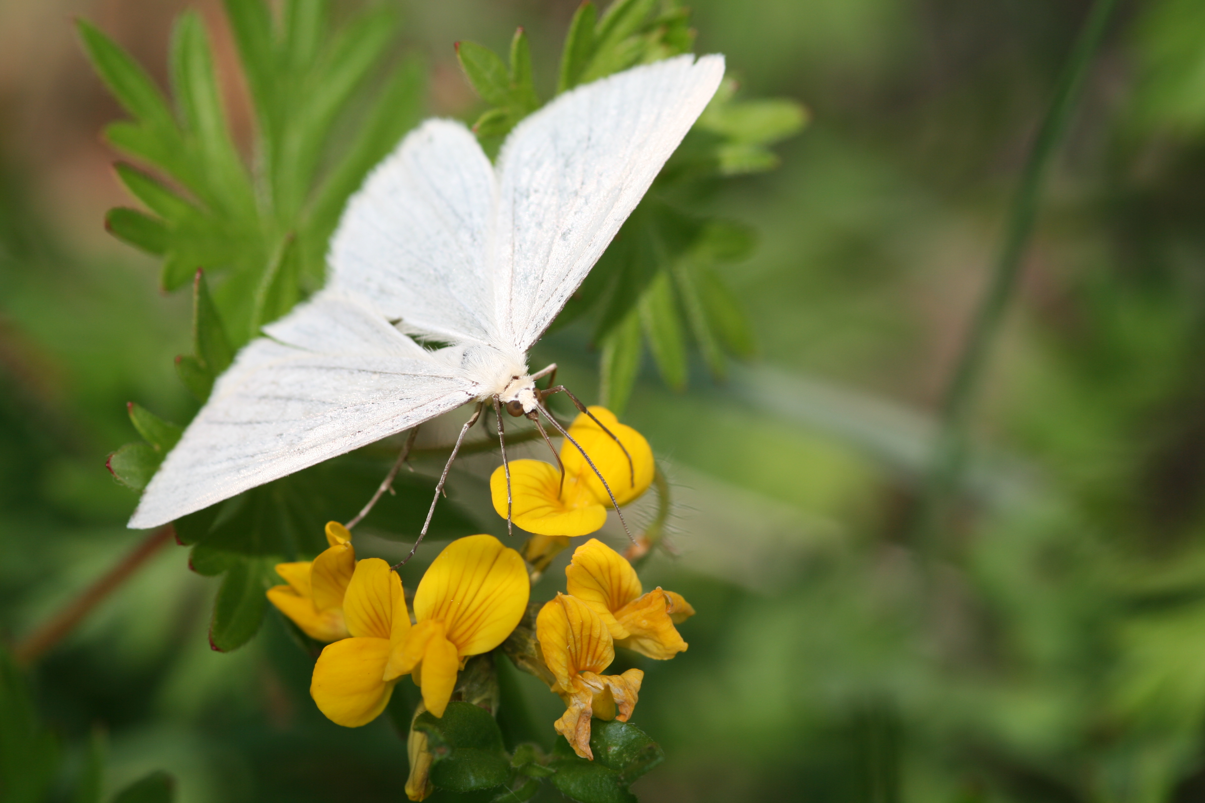 Schmetterling Leider haben wir keinen Alternativtext zu diesem Bild, aber wir arbeiten daran.