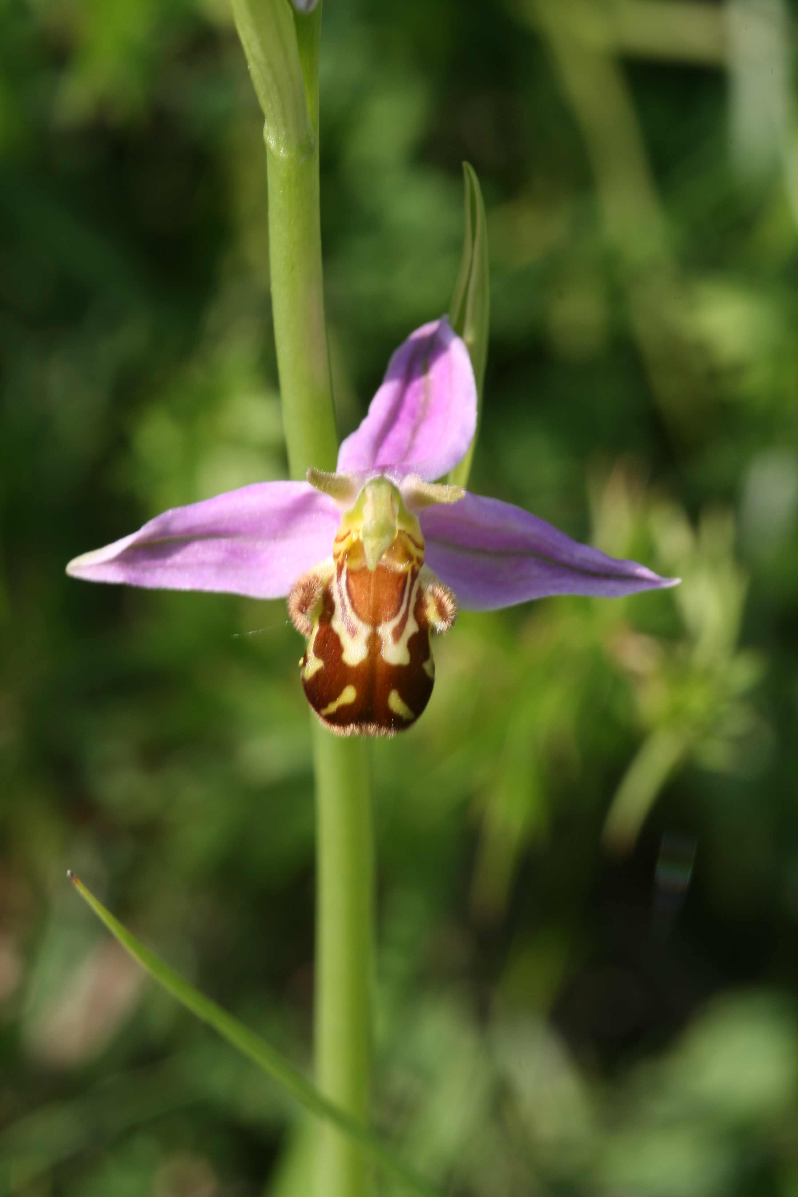Orchidee.jpg Leider haben wir keinen Alternativtext zu diesem Bild, aber wir arbeiten daran.