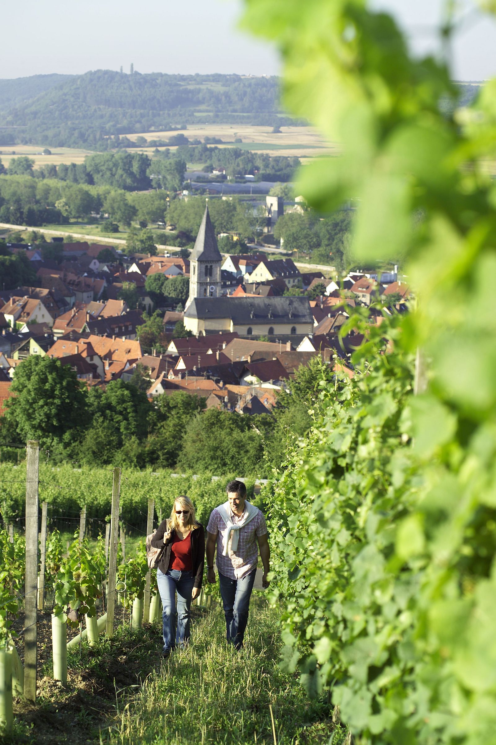 Weinberge mit Blick auf Randersacker.jpg